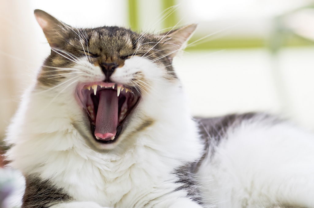 猫があくびしている